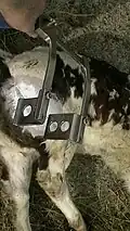 retractor (just laying on calve)