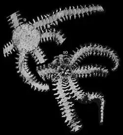 Ophiactis muelleri