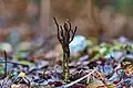 Branched form