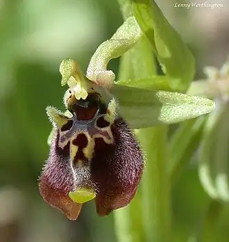 Flower (initially identified as O.&nbsp;aphrodite, synonym of O.&nbsp;bornmuelleri subsp. bornmuelleri)