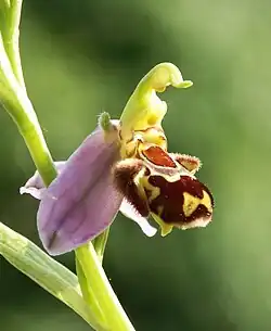 Orchid Ophrys apifera