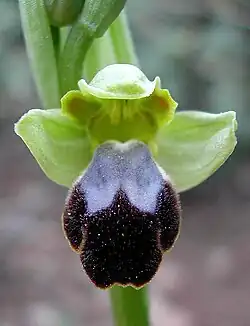 Ophrys fusca (sombre bee-orchid)