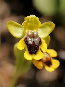 Ophrys lutea (yellow bee-orchid)