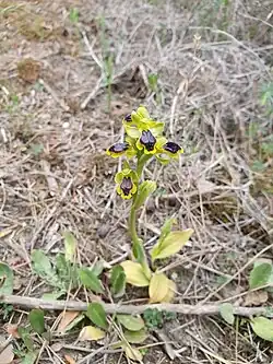 Plant in Algeria initially identified as O.&nbsp;murbeckii