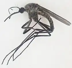 Image of mosquito laying on its side.
