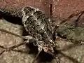 Female