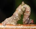 Caterpillar