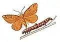 Illustration from the Meyers Blitz-Lexikon, 1932