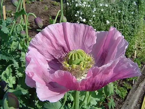 The opium poppy Papaver somniferum is the source of the alkaloids morphine and codeine.[58]