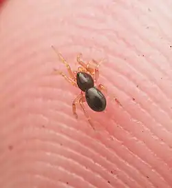 Opopaea sp. in Australia