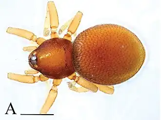 Opopaea berlandi