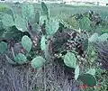 Mature O. bentonii plant with fruit, Galveston Island, TX