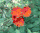 Pilosella aurantiaca, orange hawkweed, Potawatomi State Park
