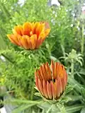Orange gazania