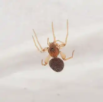 Orchestina sp. from Australia