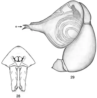 diagnostic drawings for O. yanayacu
