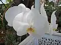 Moon orchid (Phalaenopsis amabilis)