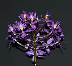 Orchid in the glasshouse