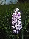 O. militaris