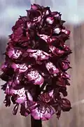 Purple inflorescence