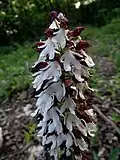 White inflorescence