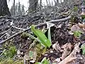 Leaves