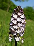 Inflorescence
