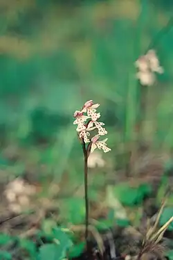 Orchis rotundifolia (Orchis à feuille ronde; Small Round-leaved Orchid), Mc Donald River bank[27]