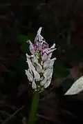 O. simia
