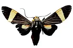 Example species