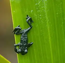 A tiny, dark-colored frog on a leaf