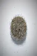 Egg