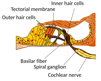 Organ of Corti