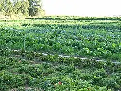 Organic farming is popular in Manalur