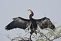 Oriental darter