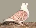 Satinette