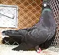 Black Oriental Roller