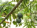 Fruits (drupes) on the tree