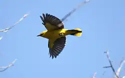 Eurasian golden oriole, Barcelona