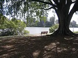 Photograph of a public park in West End, Brisbane