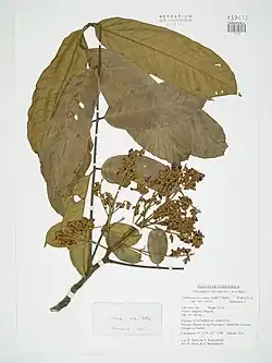 Huayruros seeds: big, small, and medium