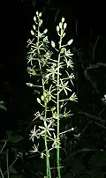 O. pyrenaicum