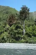 Northern rātā on flower behind Ōrongorongo River