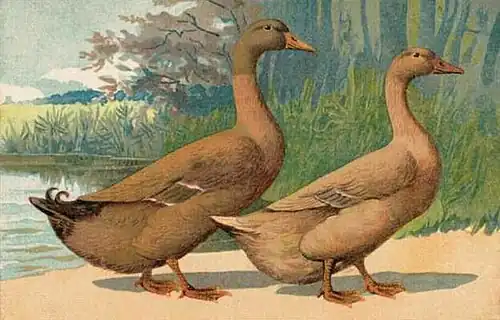 a pair of brown/buff ducks