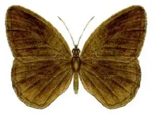 Orsotriaena medus moira, the upper surfaces of the wings of the species are unmarked and plain brown