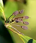 fruits