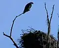 Ospreys are common in the park's lakes