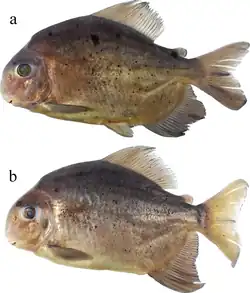 Adults of Ossubtus xinguense: GEA 1973, (a) male, 202.7 mm SL; (b) female, 168.5 mm SL. Brazil, Rio Xingu, Volta Grande.