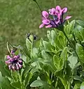 'Pink Whirls' close-up