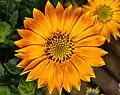 Osteospermum Sunset shades